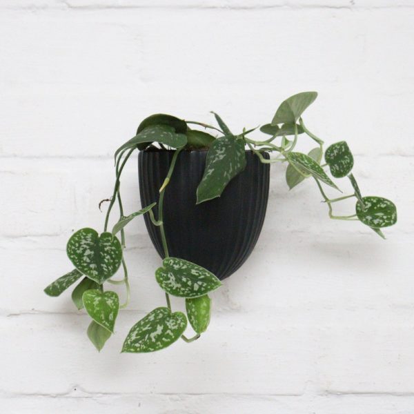Wand-Blumentopf – Schwarz mit gefleckter Efeutute